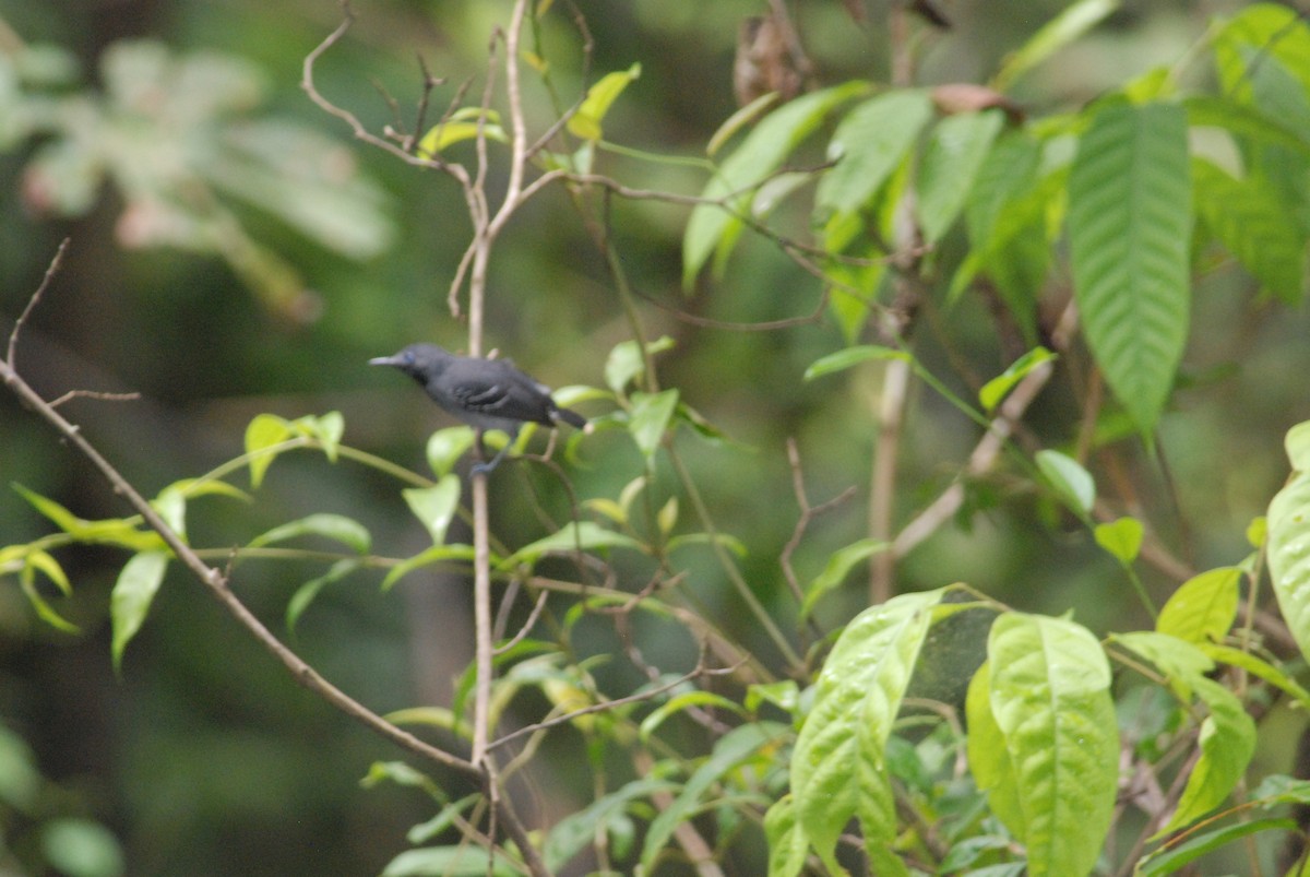 Band-tailed Antbird - ML111530741
