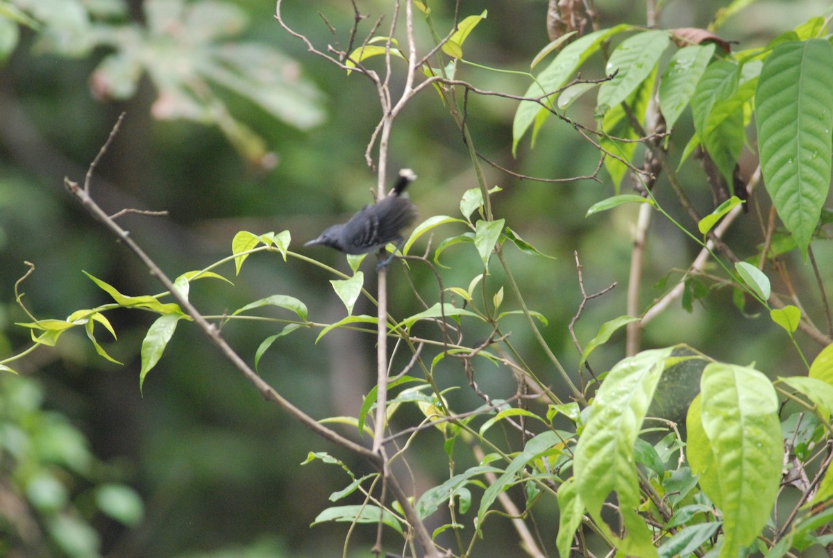 Band-tailed Antbird - ML111530751