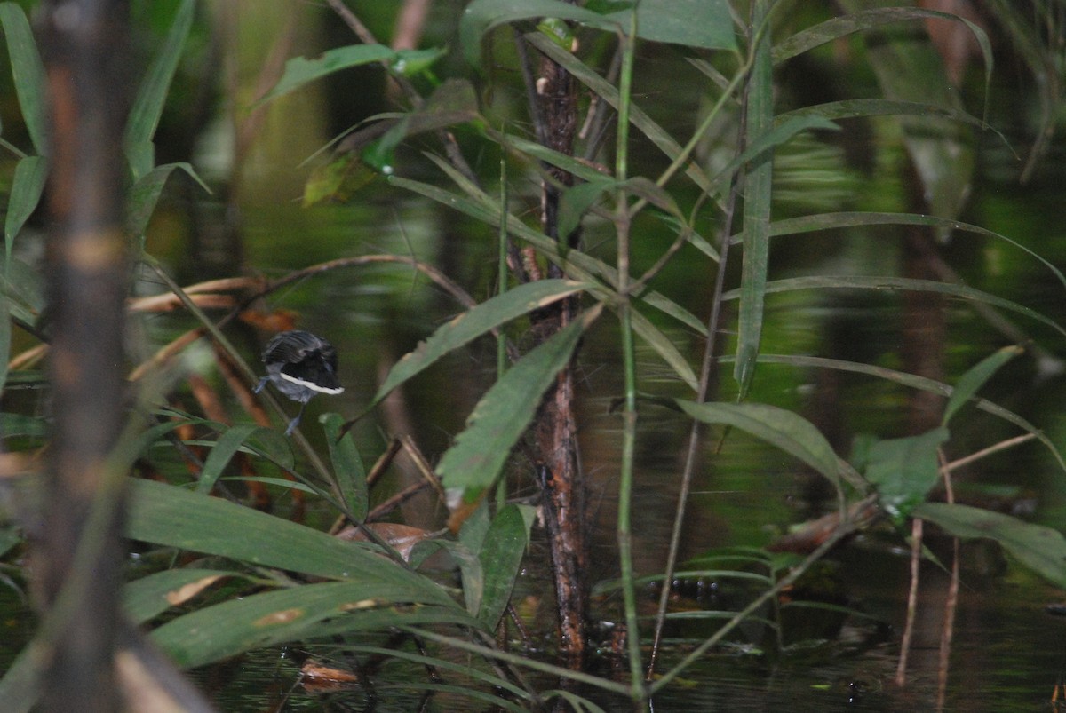 Band-tailed Antbird - Daniel Lebbin