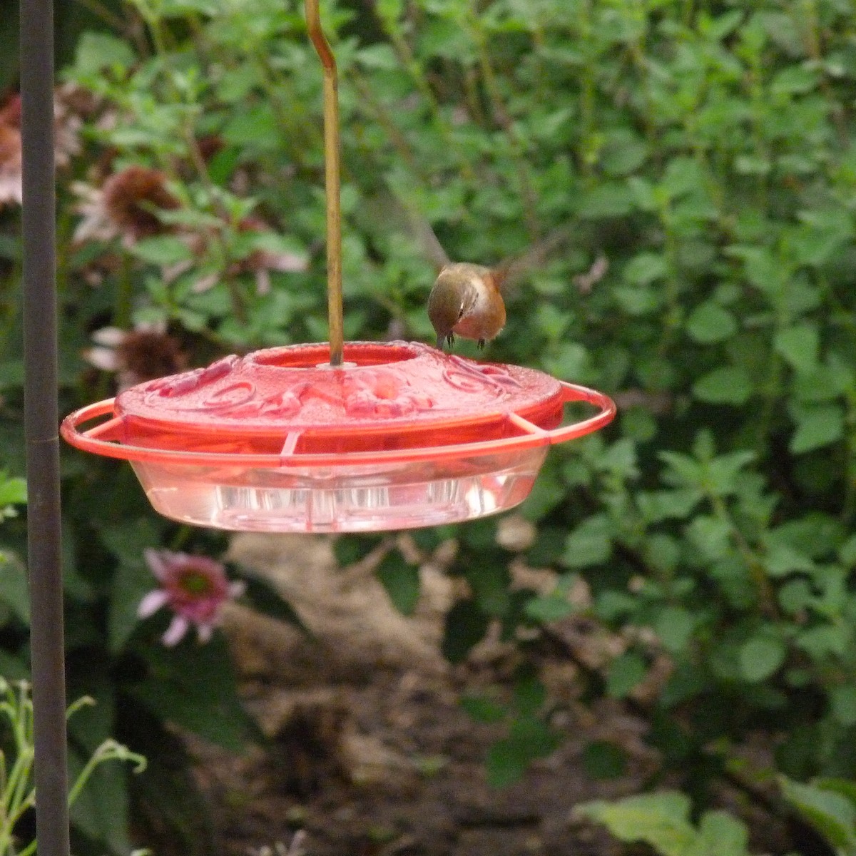Rufous Hummingbird - Bob Anderson
