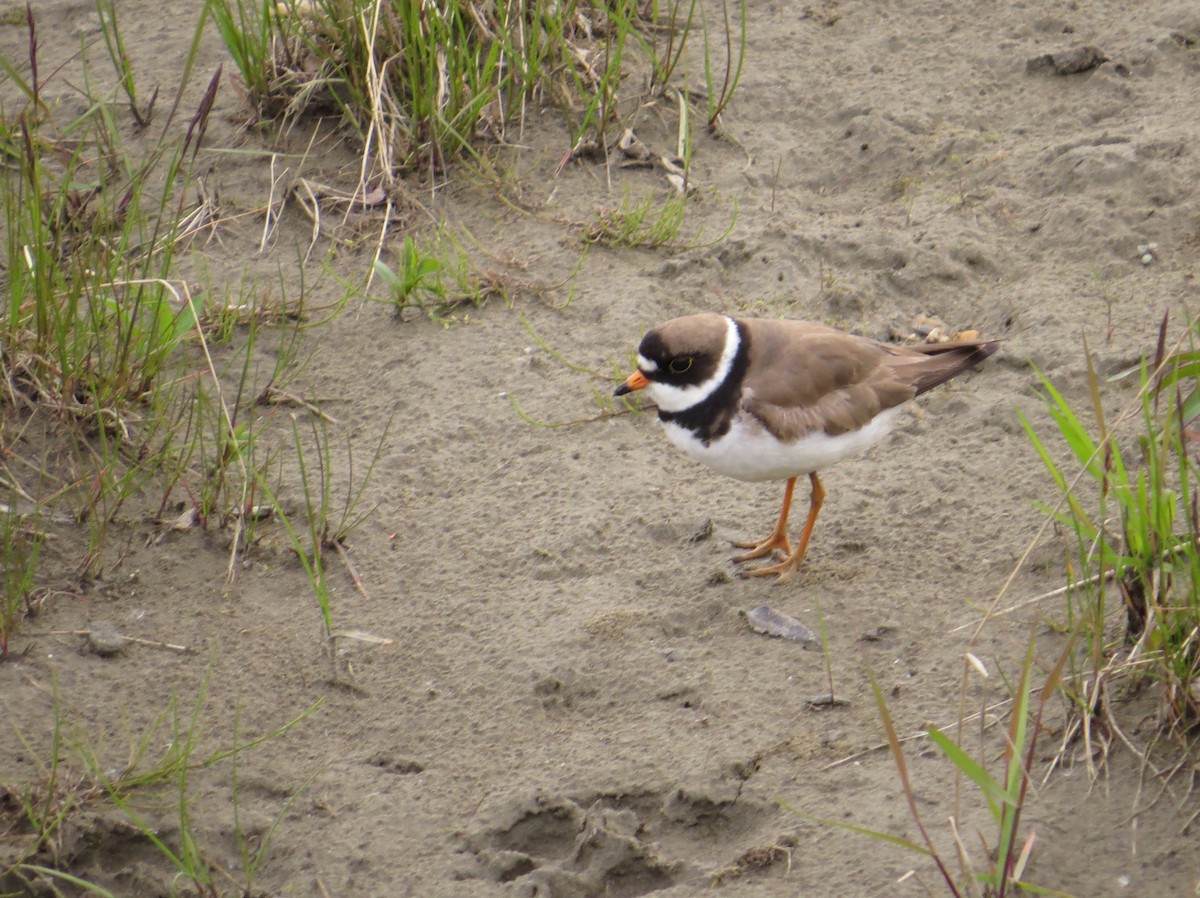 Semipalmated Plover - ML111531521