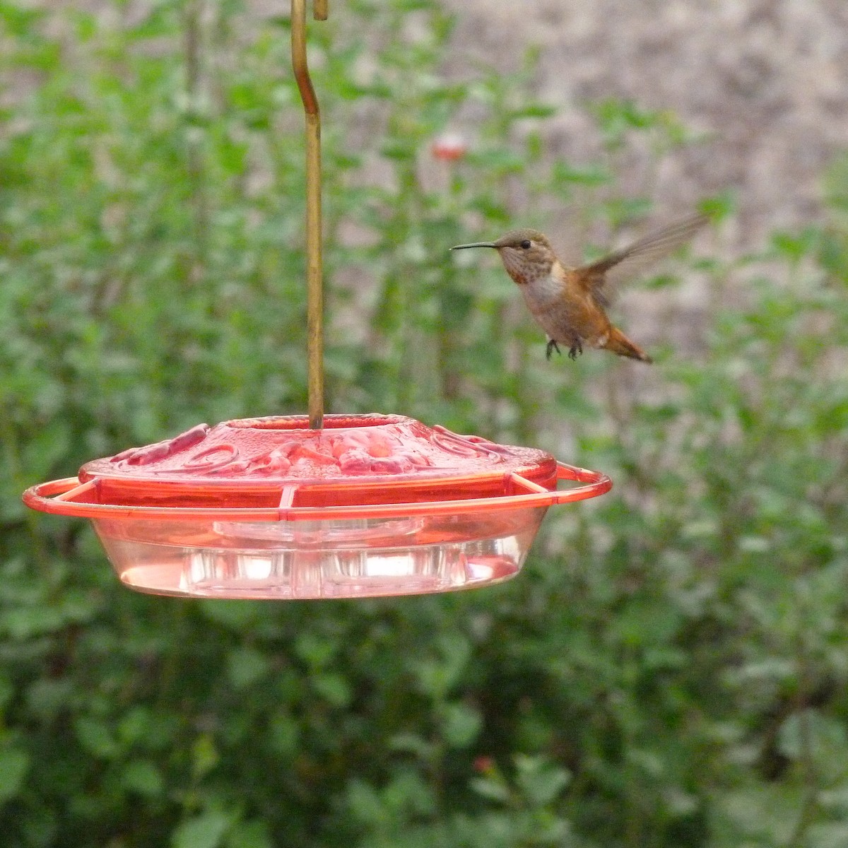 Rufous Hummingbird - Bob Anderson