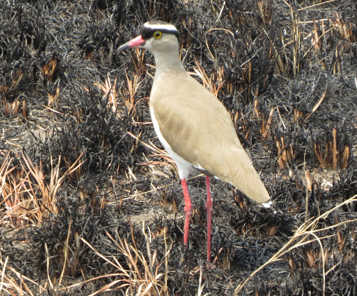 Crowned Lapwing - ML111533271