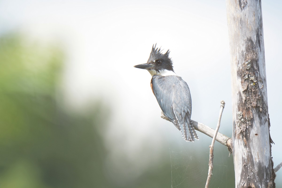 Belted Kingfisher - Lindsey Adams