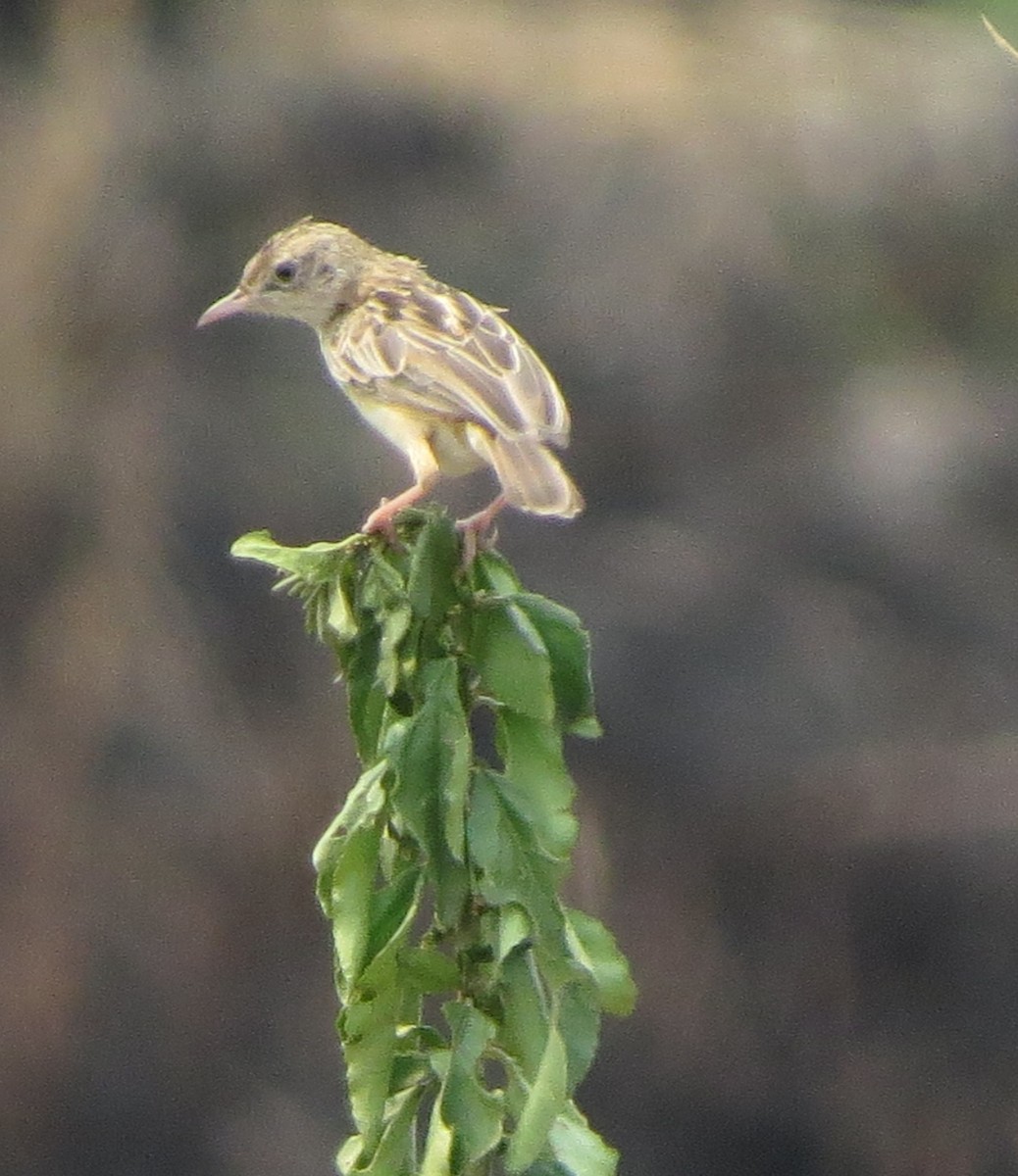 Wing-snapping Cisticola - ML111534881