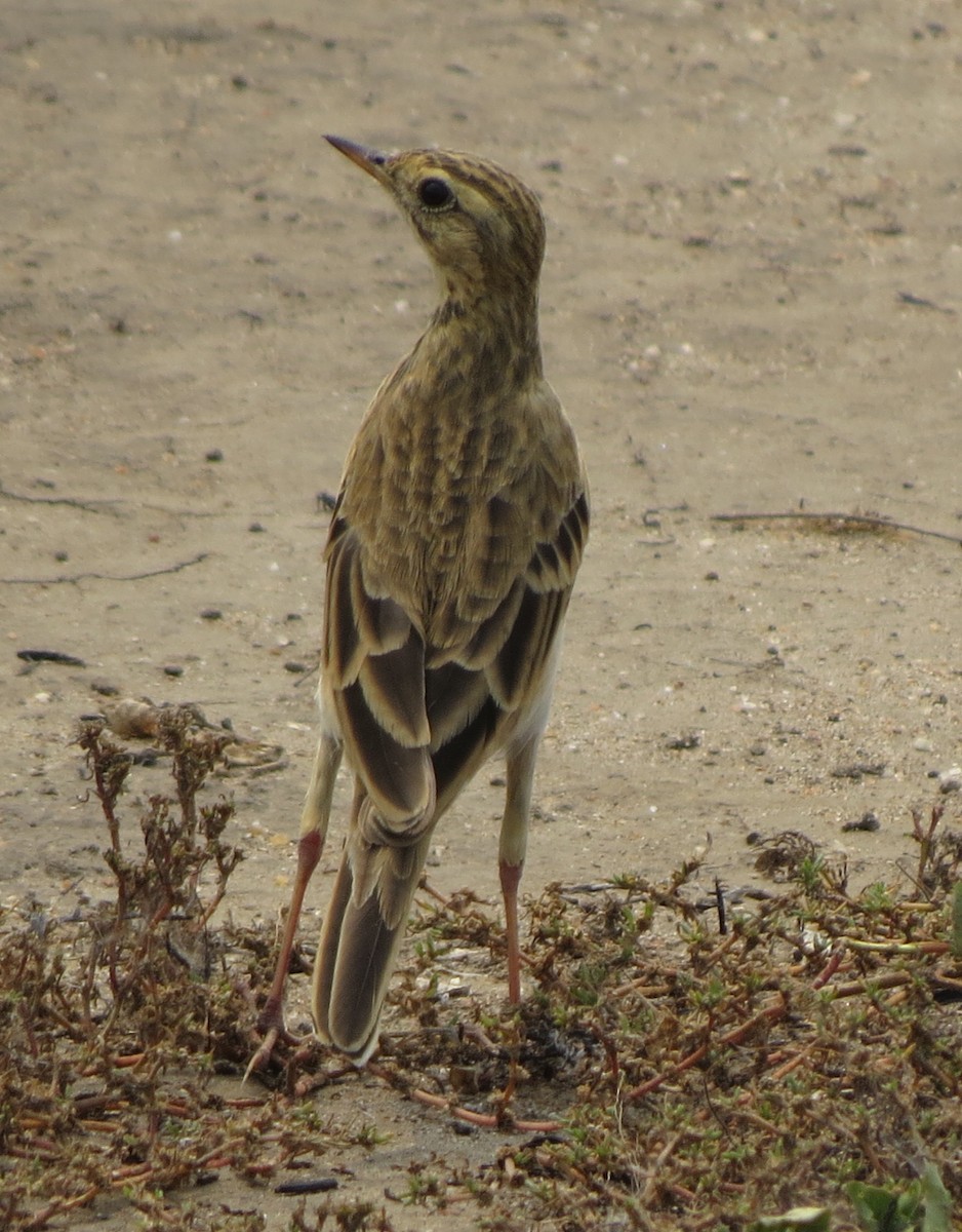 African Pipit - ML111535211