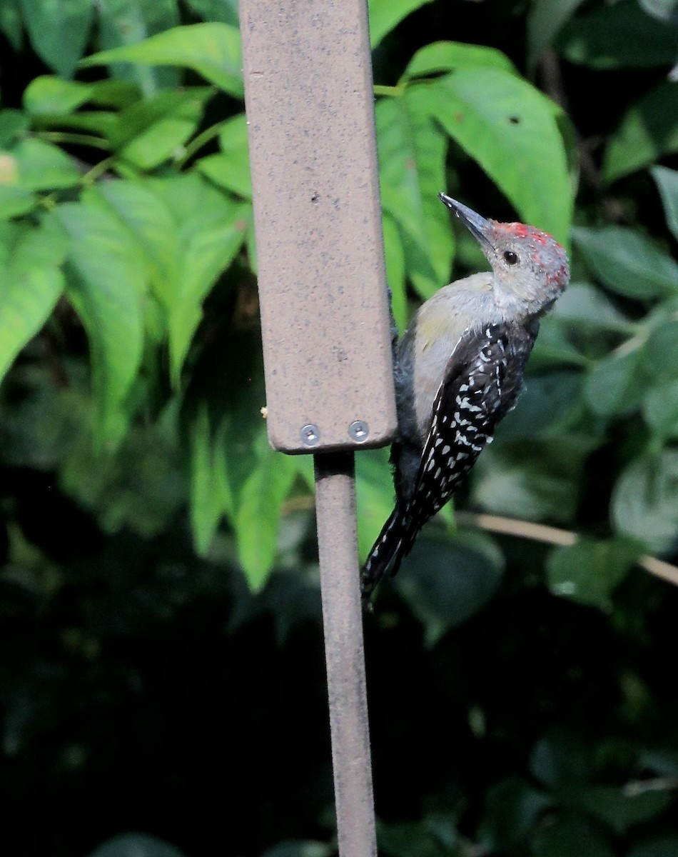 Red-bellied Woodpecker - Kisa Weeman