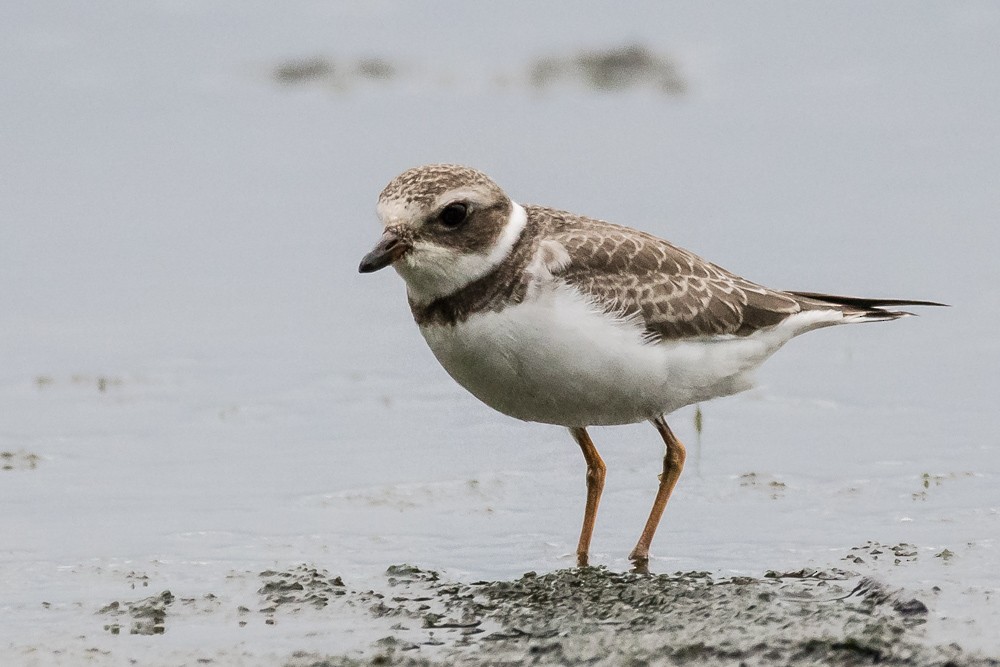 Semipalmated Plover - ML111535991