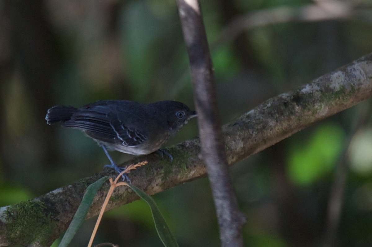Black-chinned Antbird - Robert Tizard
