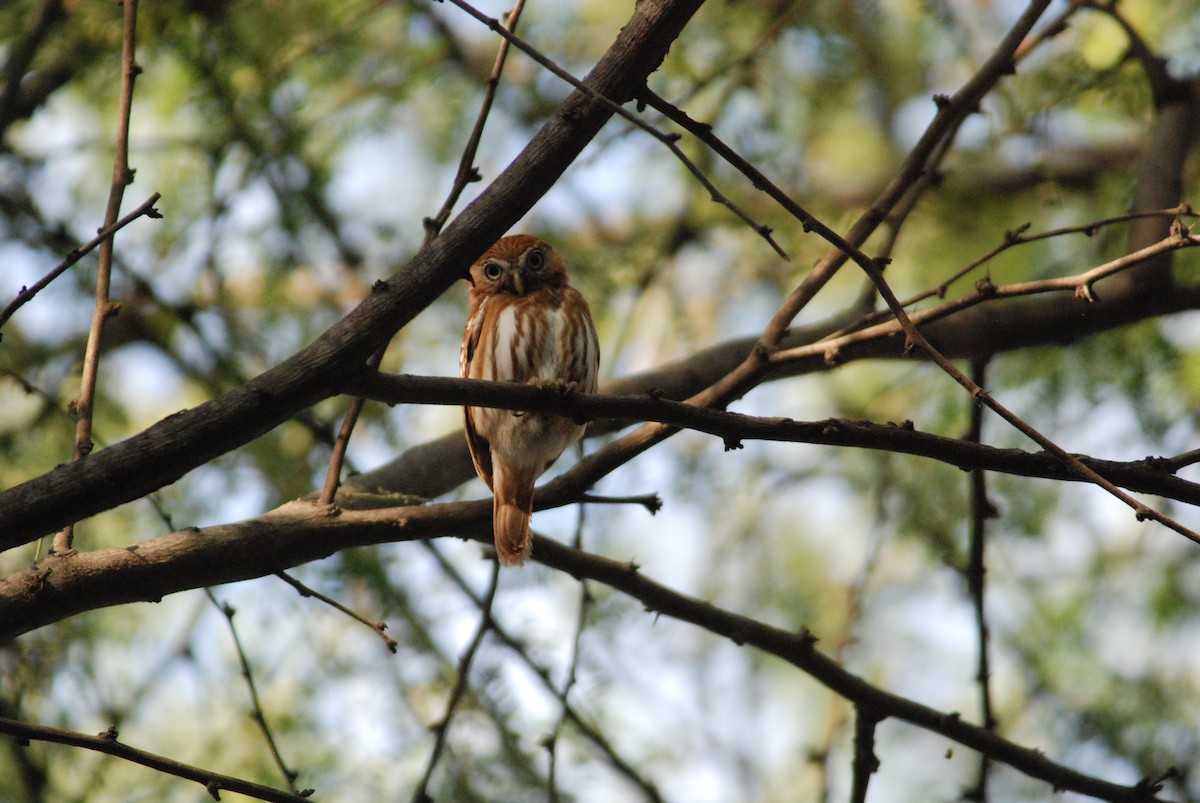 Peruvian Pygmy-Owl - ML111537951