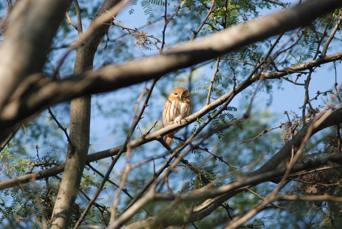 Peruvian Pygmy-Owl - ML111538091