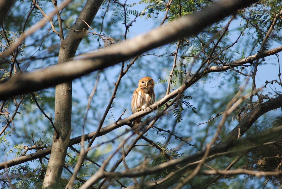 Peruvian Pygmy-Owl - ML111538101
