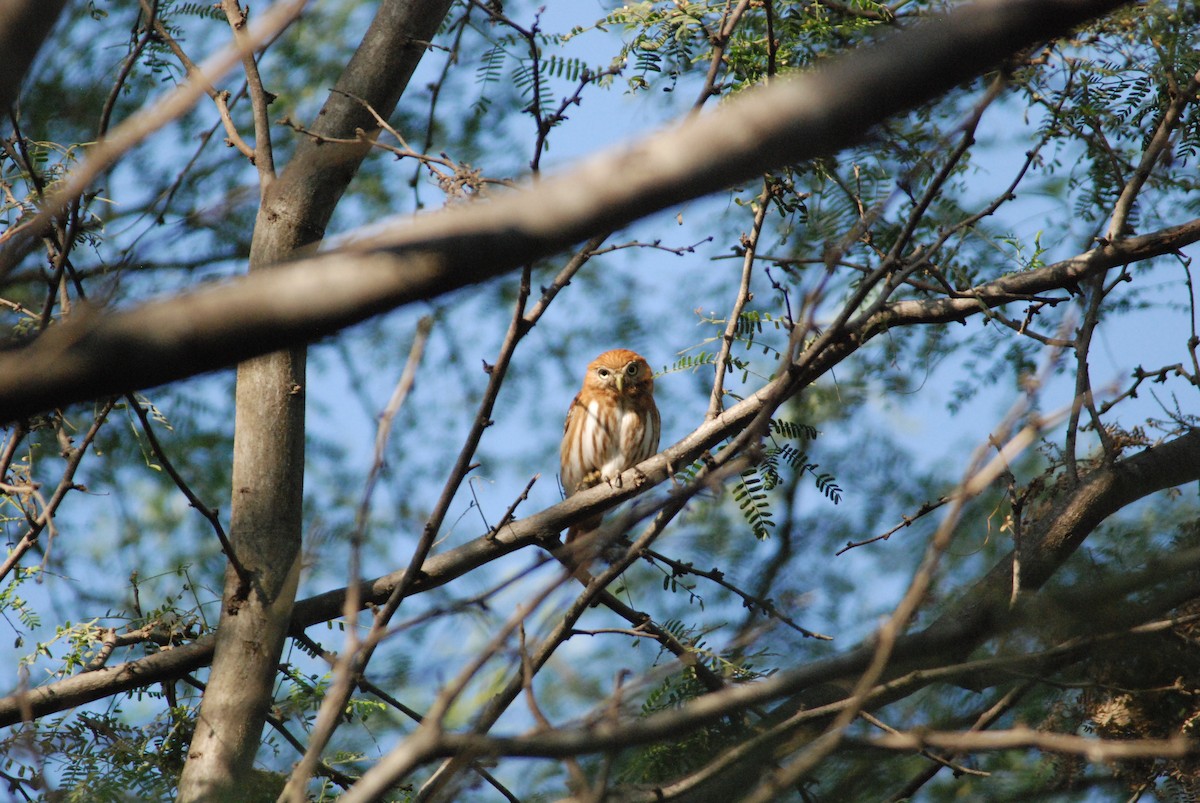 Peruvian Pygmy-Owl - ML111538161