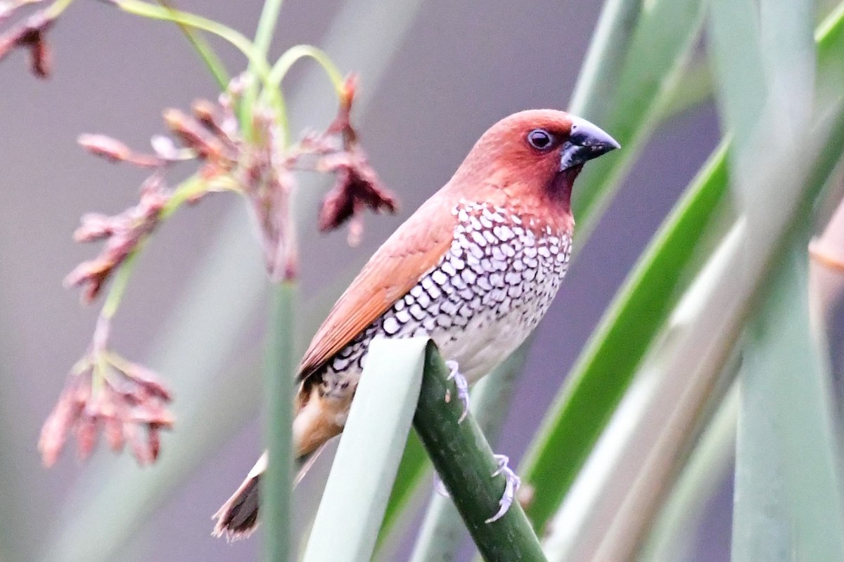 Scaly-breasted Munia - Sia McGown