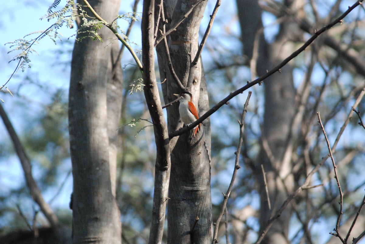 Scarlet-backed Woodpecker - ML111538641