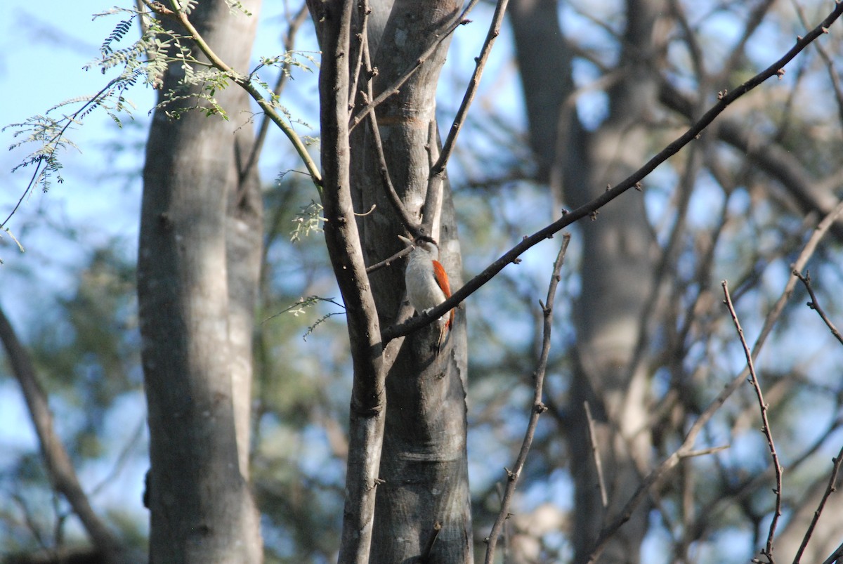 Scarlet-backed Woodpecker - ML111538651