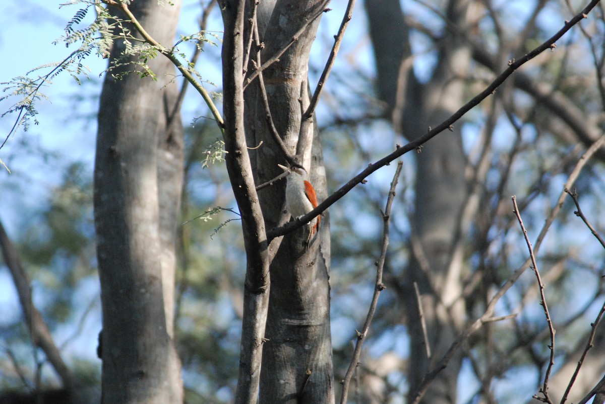 Scarlet-backed Woodpecker - ML111538661