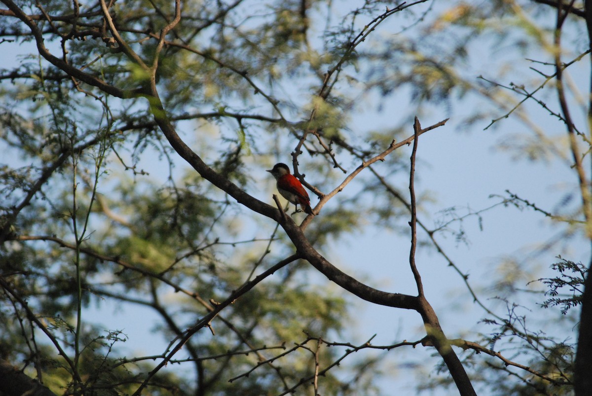 Scarlet-backed Woodpecker - Daniel Lebbin