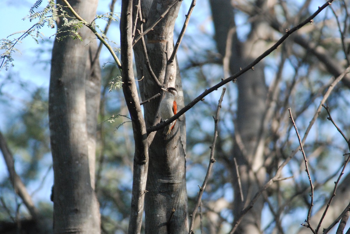Scarlet-backed Woodpecker - ML111538701