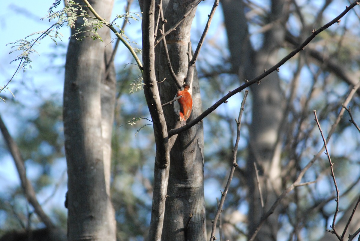 Scarlet-backed Woodpecker - ML111538741