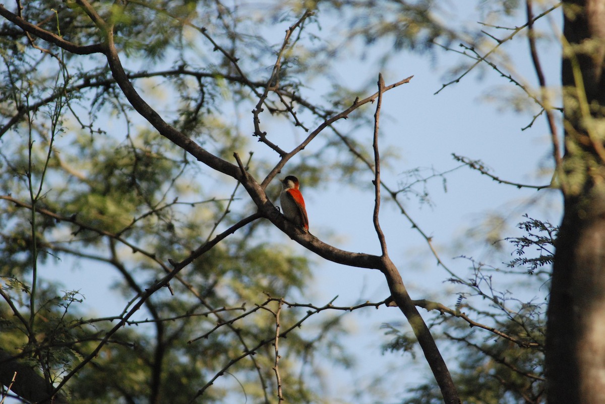 Scarlet-backed Woodpecker - ML111538761