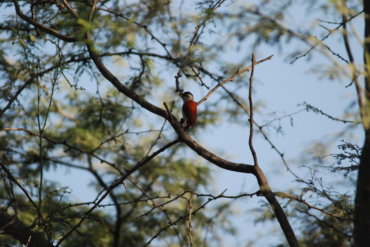 Scarlet-backed Woodpecker - ML111538771