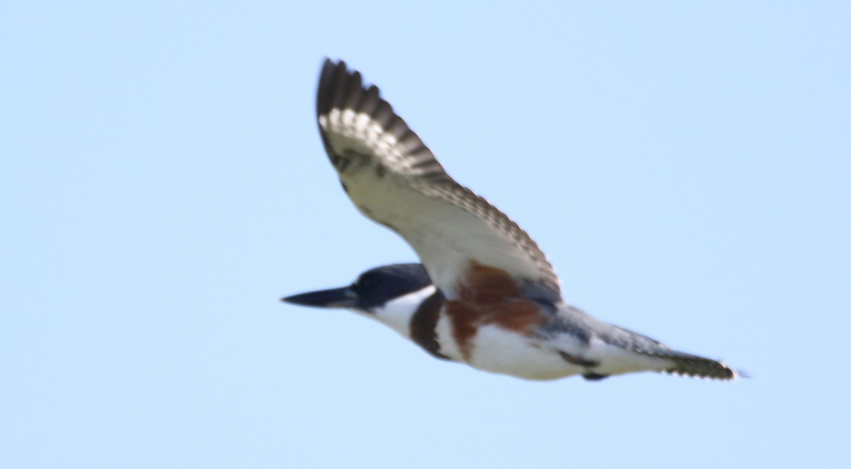 Belted Kingfisher - ML111540301