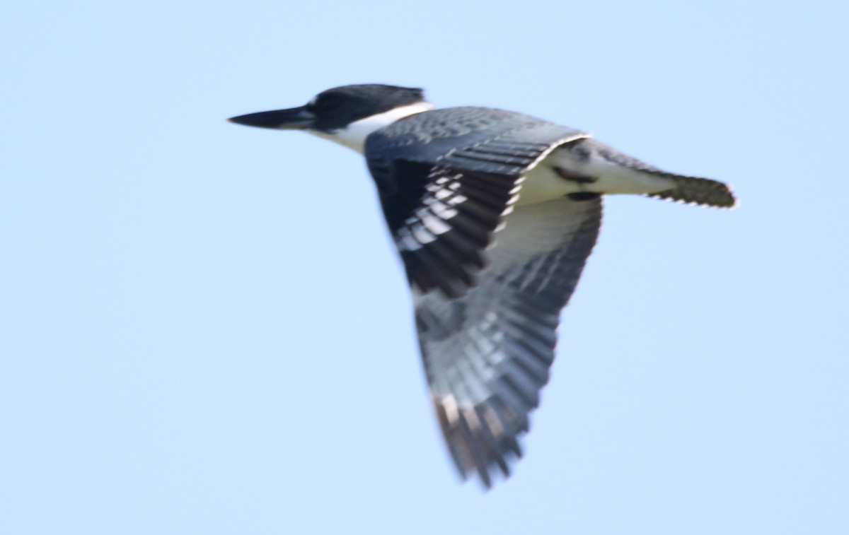 Belted Kingfisher - ML111540311