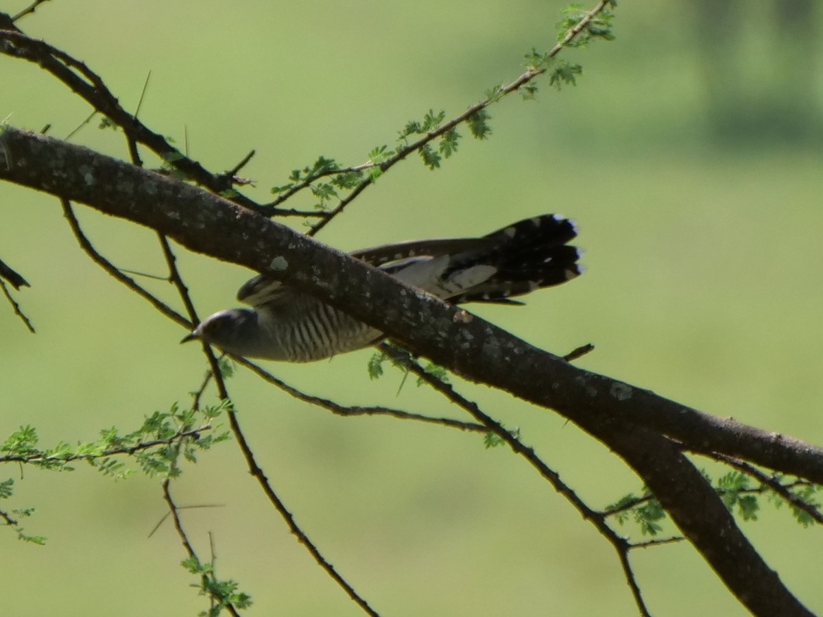 African Cuckoo - Mike Grant