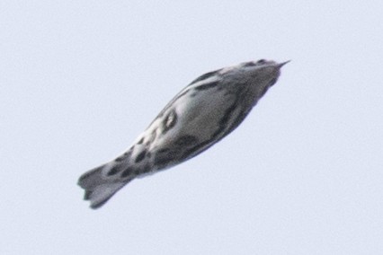 Black-and-white Warbler - ML111548901