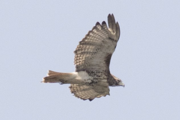 Red-tailed Hawk - ML111548941