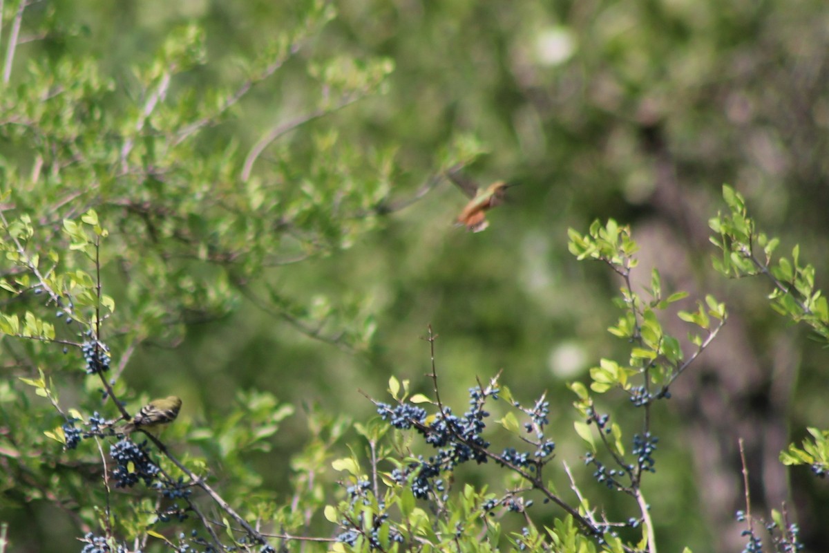 Rufous Hummingbird - David Lerwill