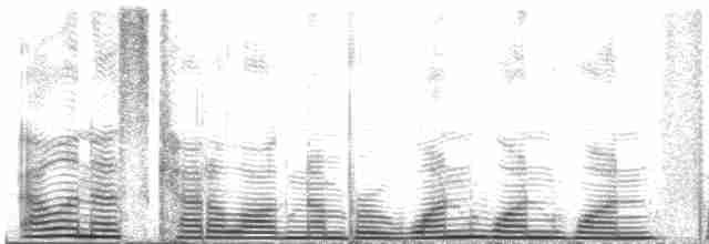 Ornate Tinamou - ML111552