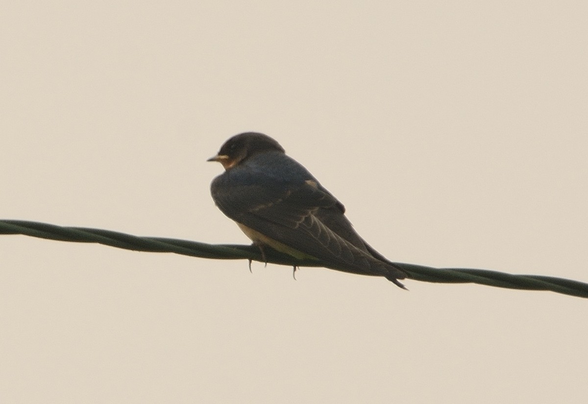 Barn Swallow - ML111552091