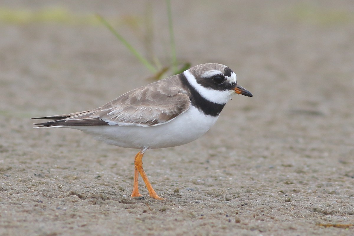 Common Ringed Plover - ML111553891
