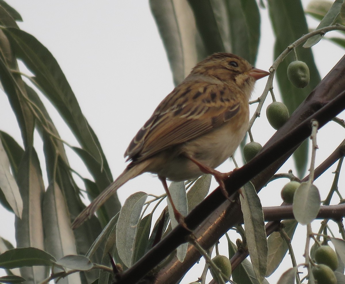Clay-colored Sparrow - ML111554401