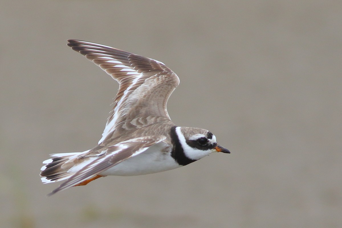 Common Ringed Plover - ML111554821
