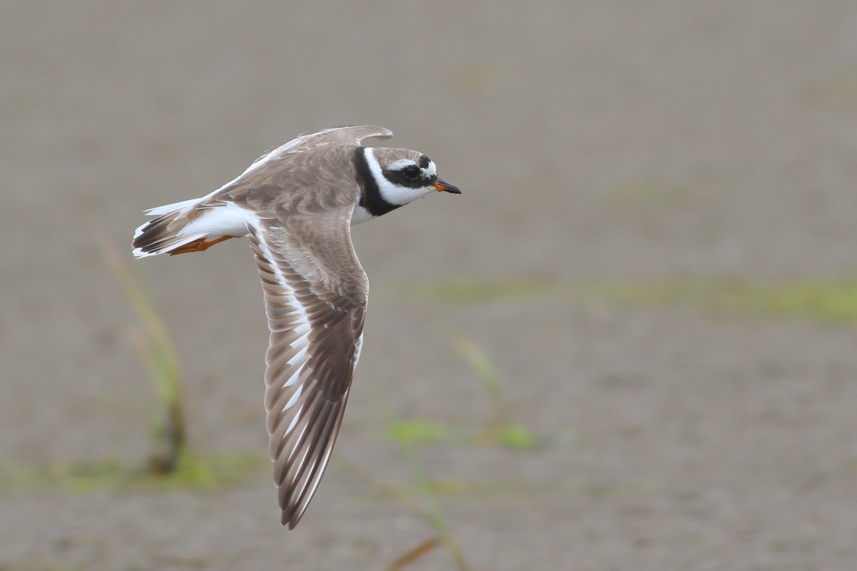 Common Ringed Plover - ML111554831