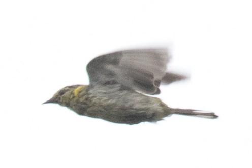 Cape May Warbler - ML111555951