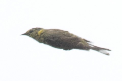Cape May Warbler - ML111555961