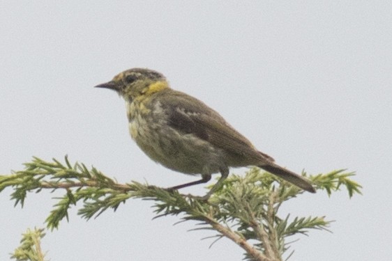 Cape May Warbler - ML111555971