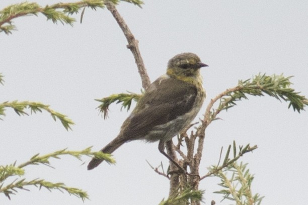 Cape May Warbler - ML111555981
