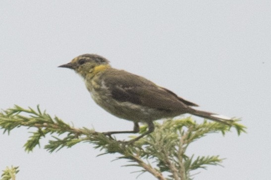 Cape May Warbler - ML111555991