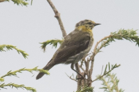 Cape May Warbler - ML111556001