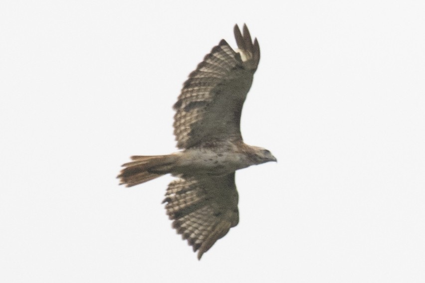 Red-tailed Hawk - ML111556041