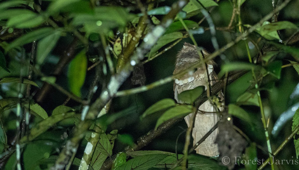 Philippine Frogmouth - Forest Botial-Jarvis