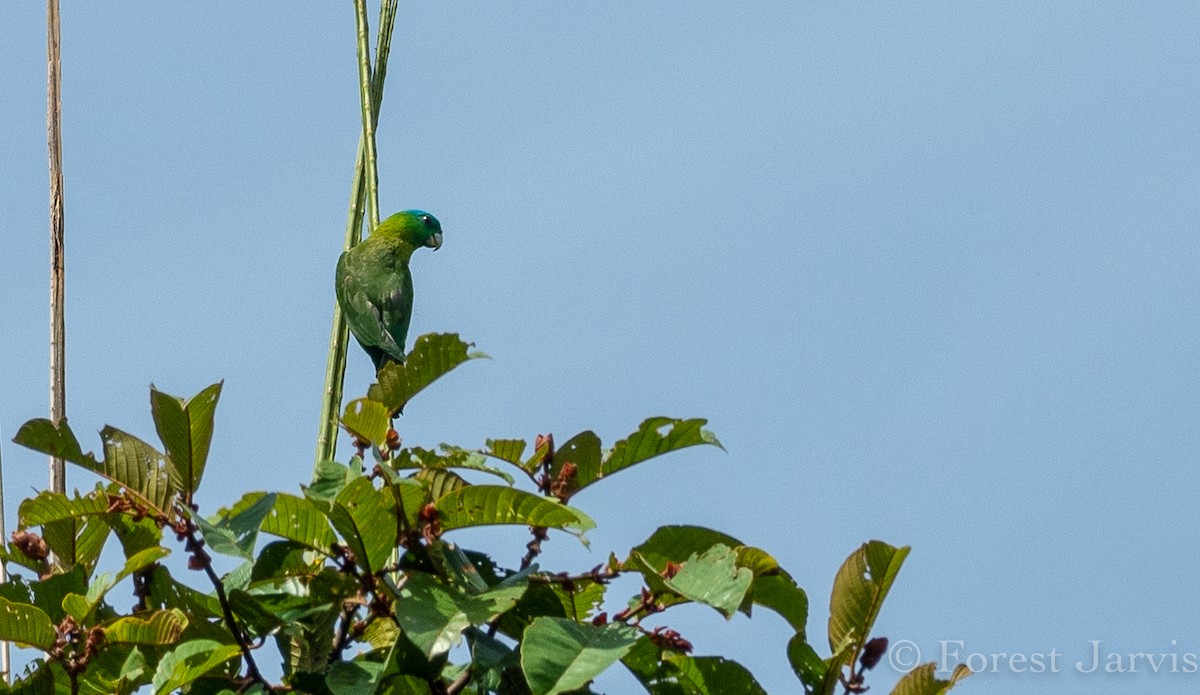 Blue-crowned Racquet-tail - Forest Botial-Jarvis