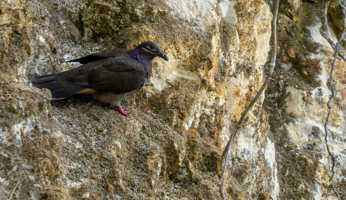 Amethyst Brown-Dove - Forest Botial-Jarvis