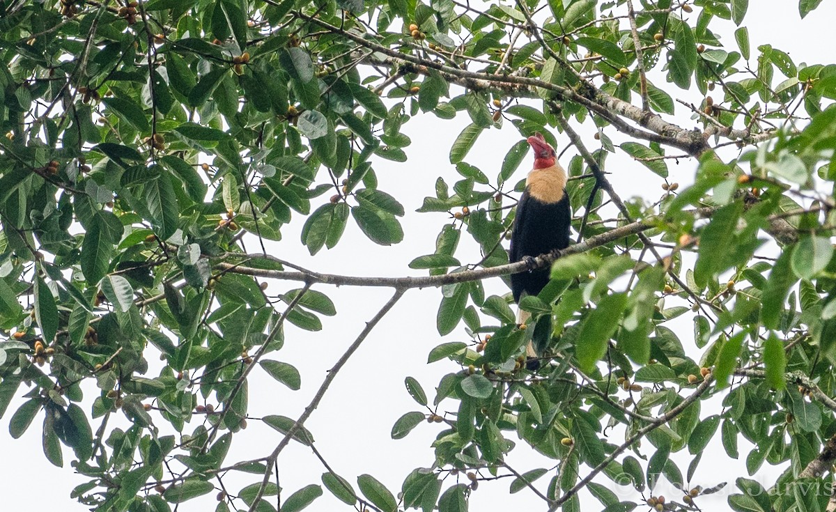 Writhed Hornbill - Forest Botial-Jarvis