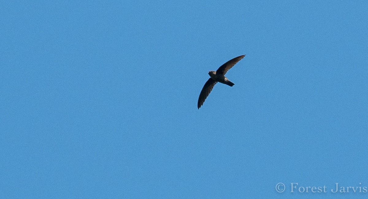 Philippine Swiftlet - Forest Botial-Jarvis